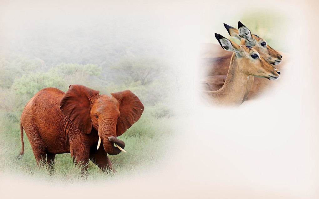 Weitere Ansicht: AFRICA | Peter Kisczio