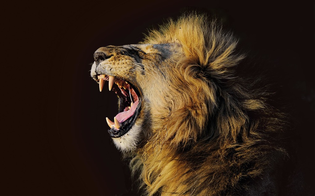 Weitere Ansicht: AFRICA | Peter Kisczio