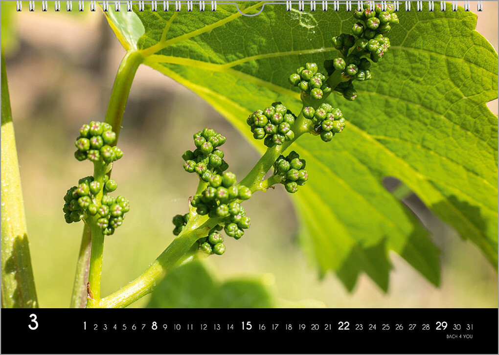 Weitere Ansicht: Der Weinkalender 2026, DIN A3 - ein Fotokalender | Peter Bach jr.