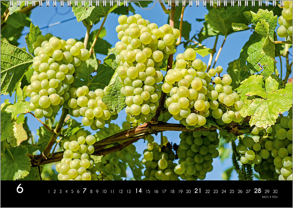Weitere Ansicht: Der Weinkalender 2026, DIN A3 - ein Fotokalender | Peter Bach jr.