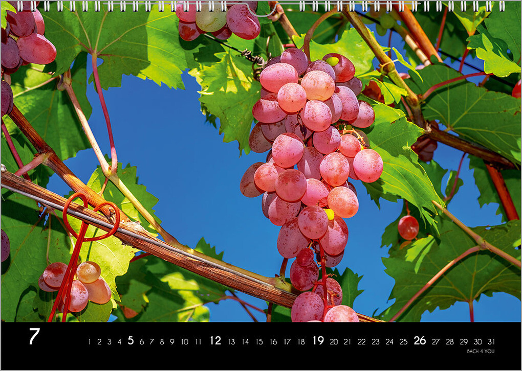 Weitere Ansicht: Der Weinkalender 2026, DIN A3 - ein Fotokalender | Peter Bach jr.