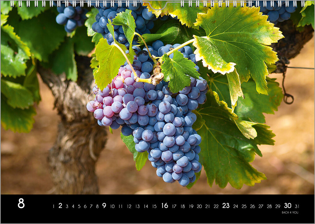 Weitere Ansicht: Der Weinkalender 2026, DIN A3 - ein Fotokalender | Peter Bach jr.