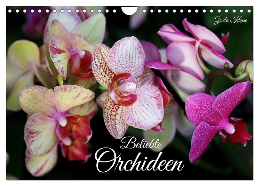 Produktbild: Beliebte Orchideen (Wandkalender 2026 DIN A4 quer), CALVENDO Monatskalender | Gisela Kruse, Calvendo