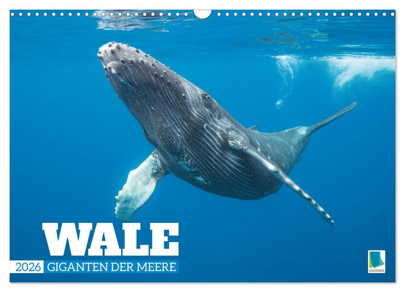 Produktbild: Wale: Giganten der Meere (Wandkalender 2026 DIN A3 quer), CALVENDO Monatskalender | CALVENDO CALVENDO, Calvendo