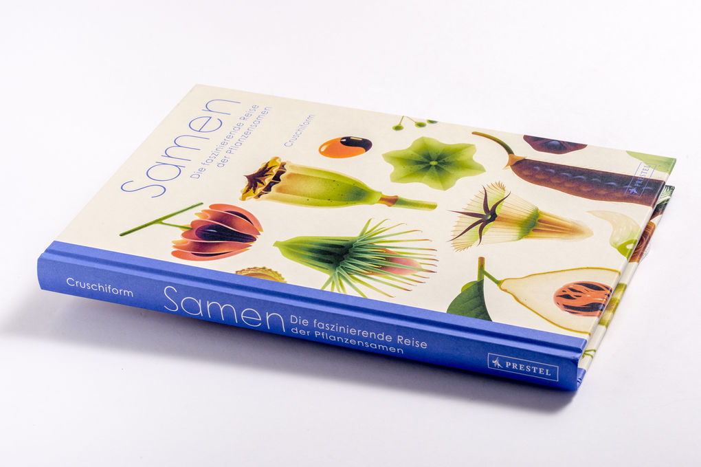 Weitere Ansicht: Samen | Cruschiform