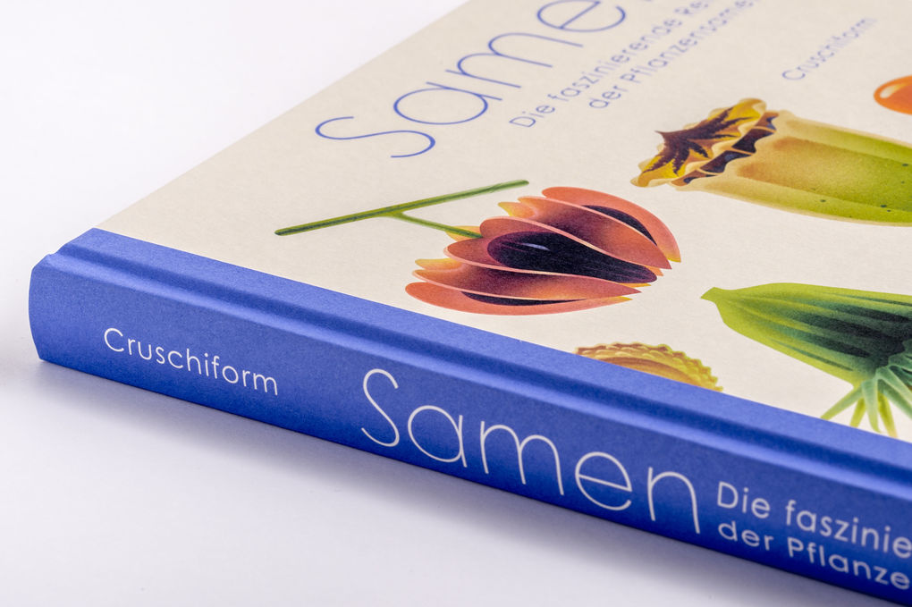 Weitere Ansicht: Samen | Cruschiform