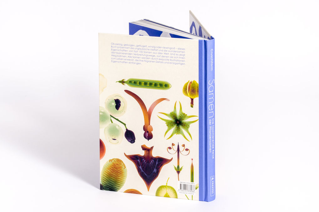 Weitere Ansicht: Samen | Cruschiform