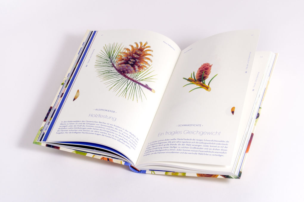 Weitere Ansicht: Samen | Cruschiform