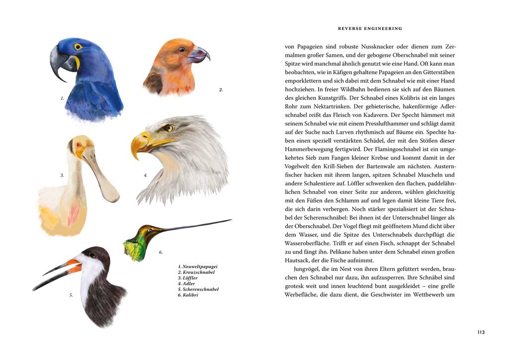 Weitere Ansicht: Das große Buch der Evolution | Richard Dawkins