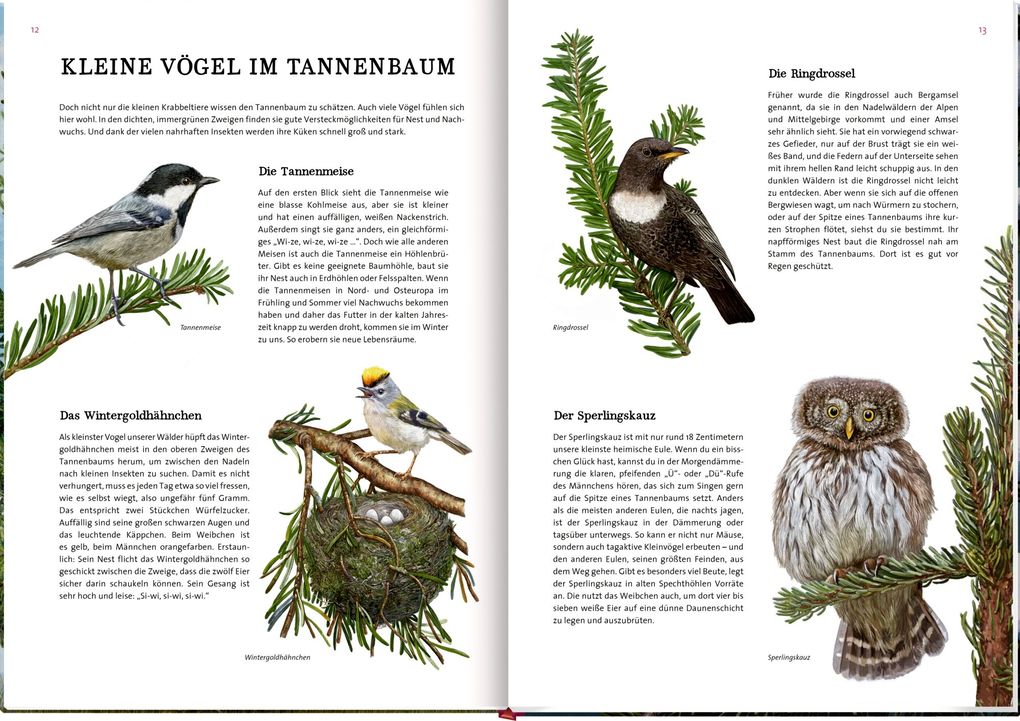 Weitere Ansicht: Das große Buch vom Tannenbaum | Holger Haag