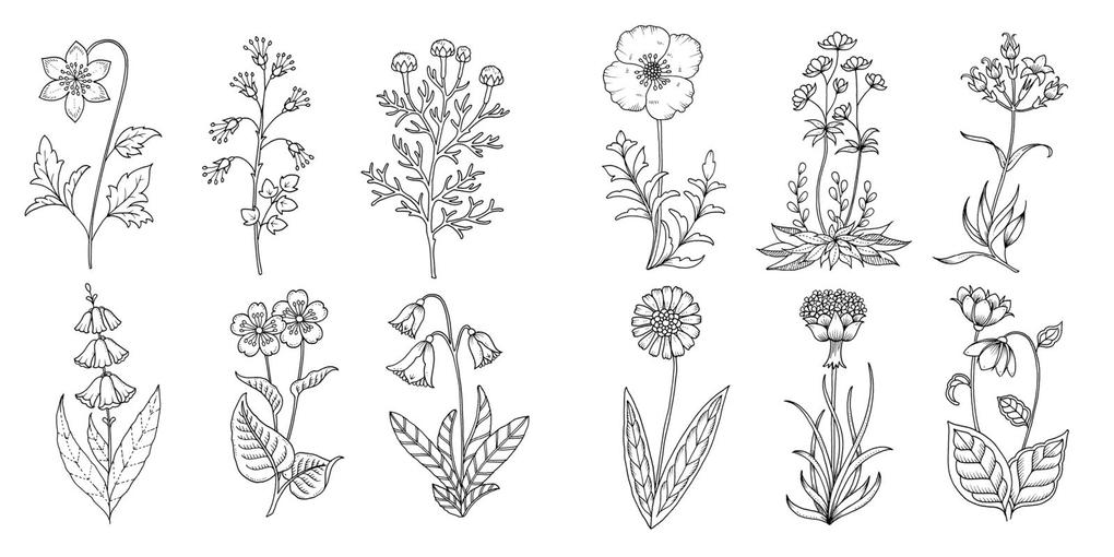 Weitere Ansicht: Wundervolle Wildblumen | Johanna Basford, @Johannabasford