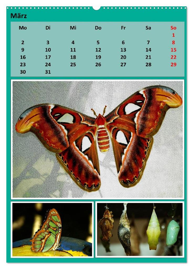 Weitere Ansicht: Karibik - Eindrücke einer Kreuzfahrt (Wandkalender 2026 DIN A2 hoch), CALVENDO Monatskalender | Calvendo, Rolf Frank