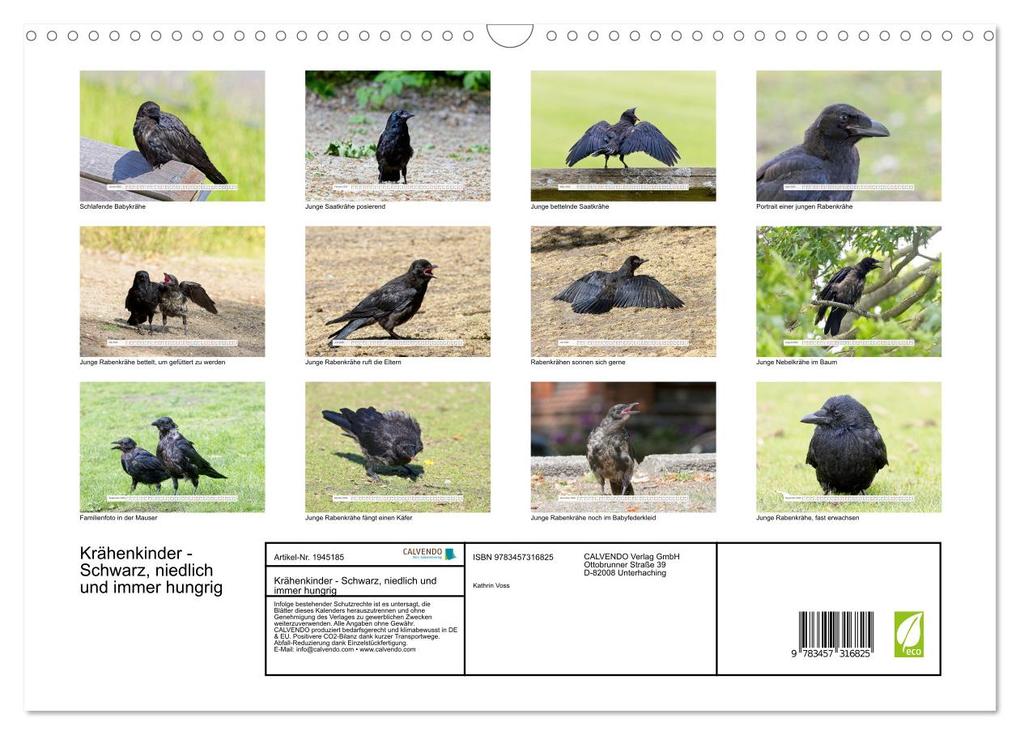 Weitere Ansicht: Krähenkinder - Schwarz, niedlich und immer hungrig (Wandkalender 2026 DIN A3 quer), CALVENDO Monatskalender | Calvendo, Kathrin Voss