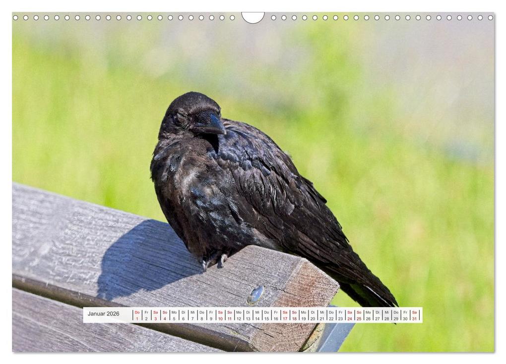 Weitere Ansicht: Krähenkinder - Schwarz, niedlich und immer hungrig (Wandkalender 2026 DIN A3 quer), CALVENDO Monatskalender | Calvendo, Kathrin Voss