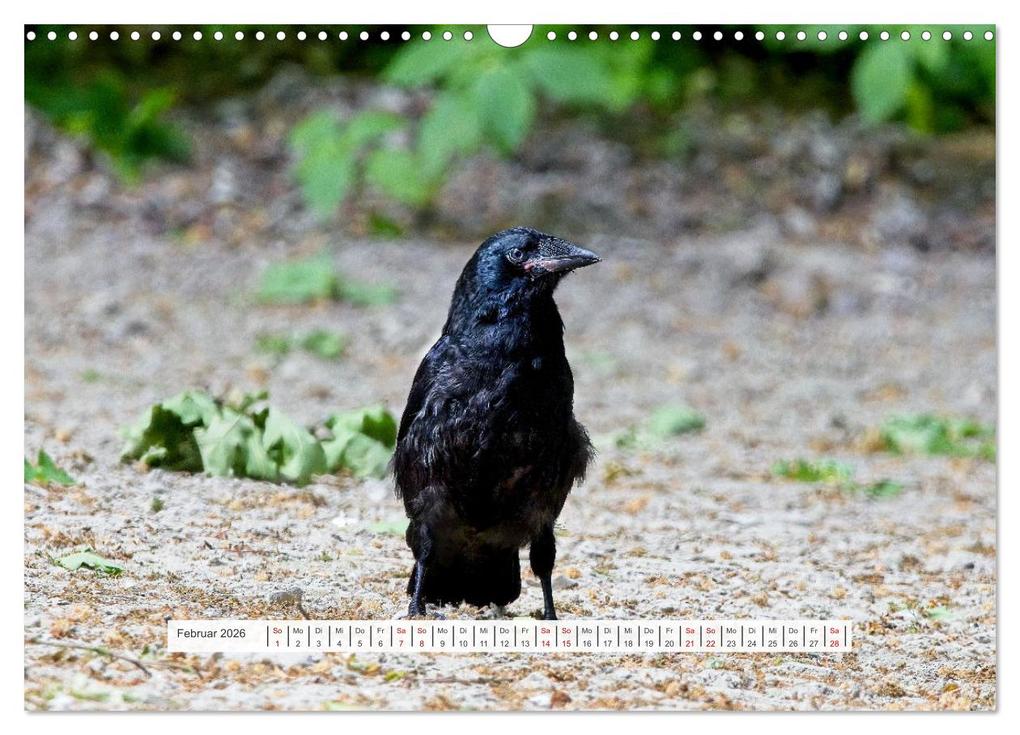 Weitere Ansicht: Krähenkinder - Schwarz, niedlich und immer hungrig (Wandkalender 2026 DIN A3 quer), CALVENDO Monatskalender | Calvendo, Kathrin Voss