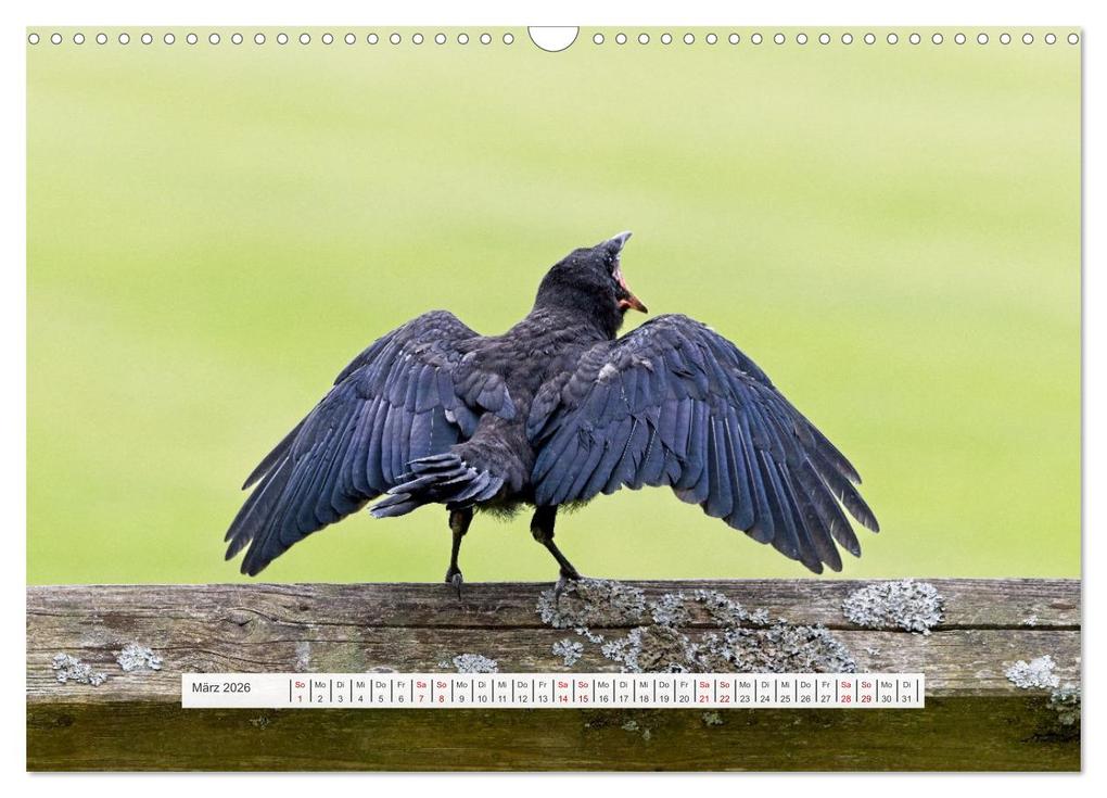 Weitere Ansicht: Krähenkinder - Schwarz, niedlich und immer hungrig (Wandkalender 2026 DIN A3 quer), CALVENDO Monatskalender | Calvendo, Kathrin Voss