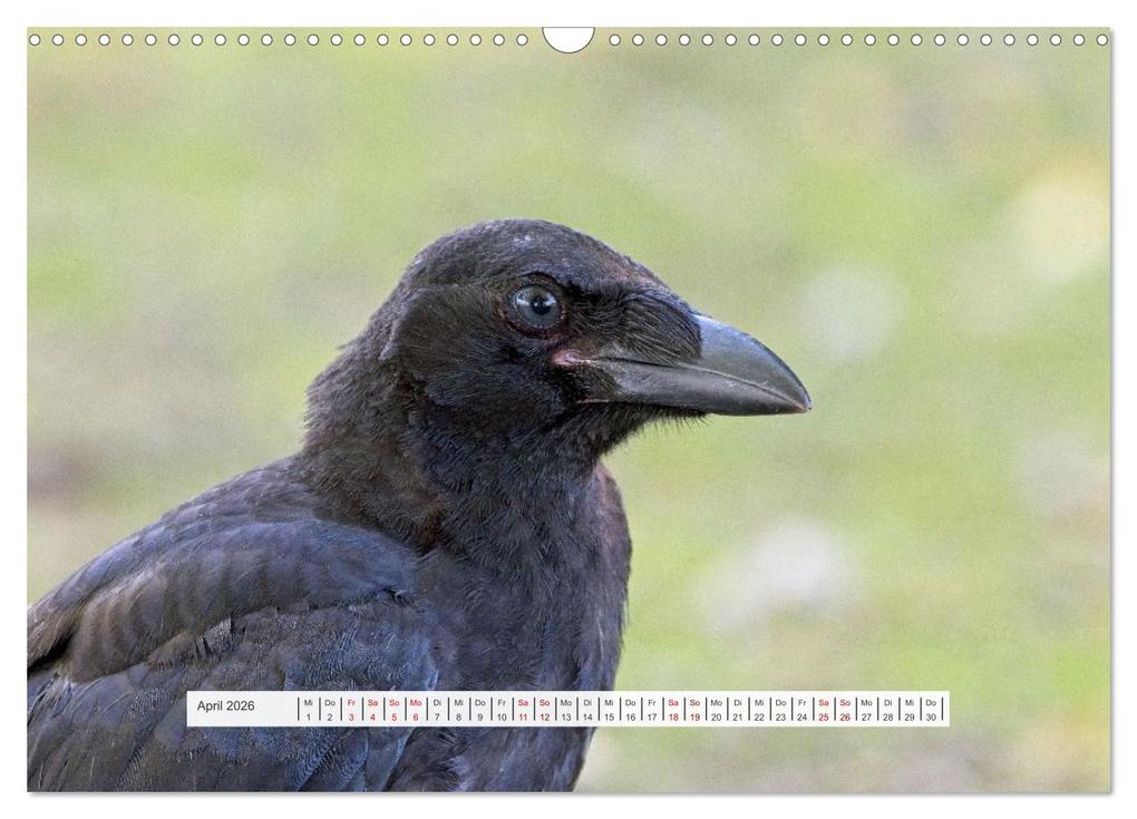 Weitere Ansicht: Krähenkinder - Schwarz, niedlich und immer hungrig (Wandkalender 2026 DIN A3 quer), CALVENDO Monatskalender | Calvendo, Kathrin Voss