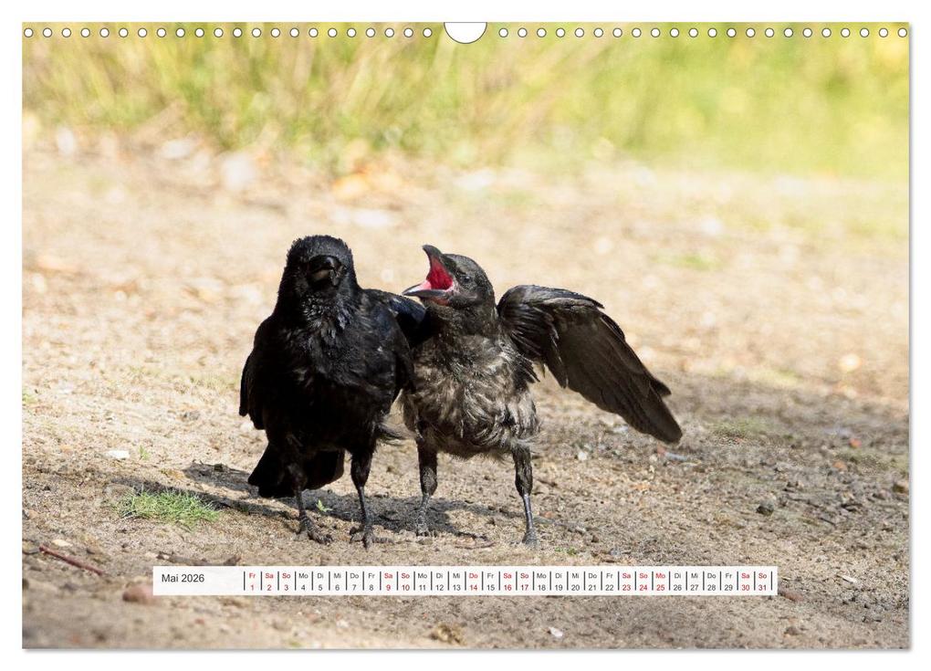 Weitere Ansicht: Krähenkinder - Schwarz, niedlich und immer hungrig (Wandkalender 2026 DIN A3 quer), CALVENDO Monatskalender | Calvendo, Kathrin Voss
