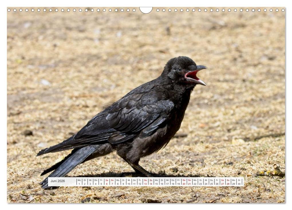 Weitere Ansicht: Krähenkinder - Schwarz, niedlich und immer hungrig (Wandkalender 2026 DIN A3 quer), CALVENDO Monatskalender | Calvendo, Kathrin Voss