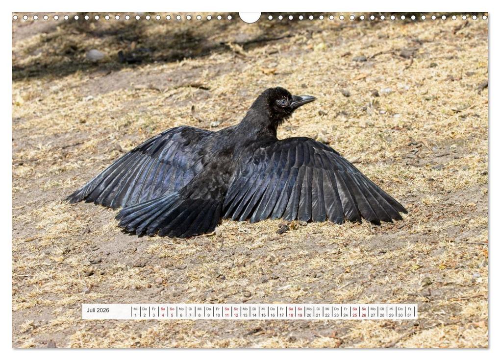 Weitere Ansicht: Krähenkinder - Schwarz, niedlich und immer hungrig (Wandkalender 2026 DIN A3 quer), CALVENDO Monatskalender | Calvendo, Kathrin Voss