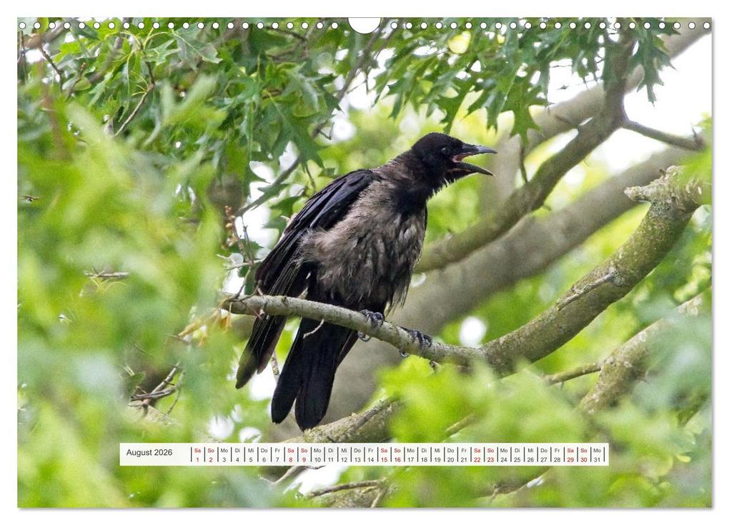 Weitere Ansicht: Krähenkinder - Schwarz, niedlich und immer hungrig (Wandkalender 2026 DIN A3 quer), CALVENDO Monatskalender | Calvendo, Kathrin Voss