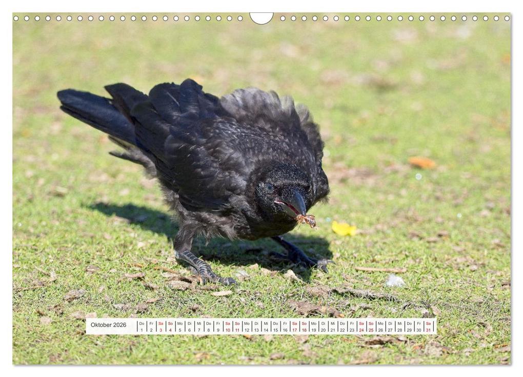 Weitere Ansicht: Krähenkinder - Schwarz, niedlich und immer hungrig (Wandkalender 2026 DIN A3 quer), CALVENDO Monatskalender | Calvendo, Kathrin Voss