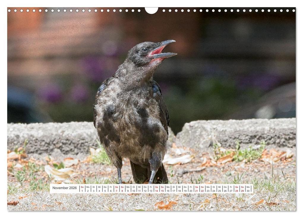 Weitere Ansicht: Krähenkinder - Schwarz, niedlich und immer hungrig (Wandkalender 2026 DIN A3 quer), CALVENDO Monatskalender | Calvendo, Kathrin Voss