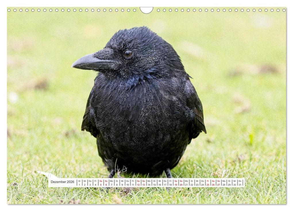 Weitere Ansicht: Krähenkinder - Schwarz, niedlich und immer hungrig (Wandkalender 2026 DIN A3 quer), CALVENDO Monatskalender | Calvendo, Kathrin Voss