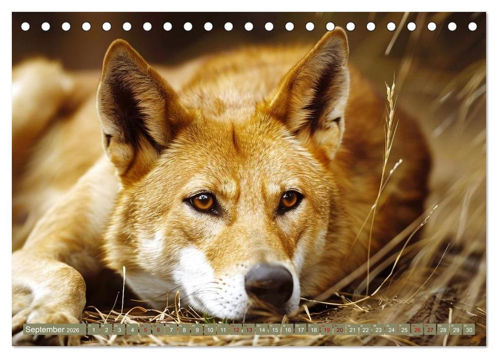 Weitere Ansicht: Die wilden Hunde (Tischkalender 2026 DIN A5 quer), CALVENDO Monatskalender | Daniela Tapper, Calvendo