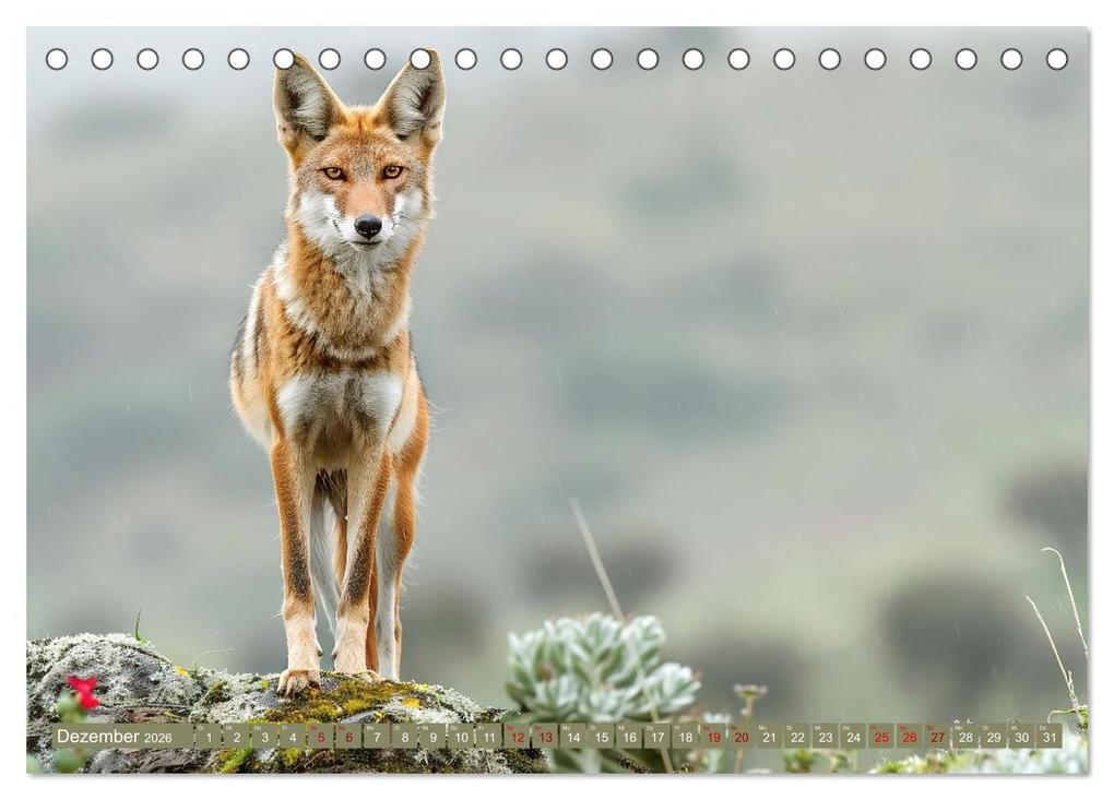 Weitere Ansicht: Die wilden Hunde (Tischkalender 2026 DIN A5 quer), CALVENDO Monatskalender | Daniela Tapper, Calvendo