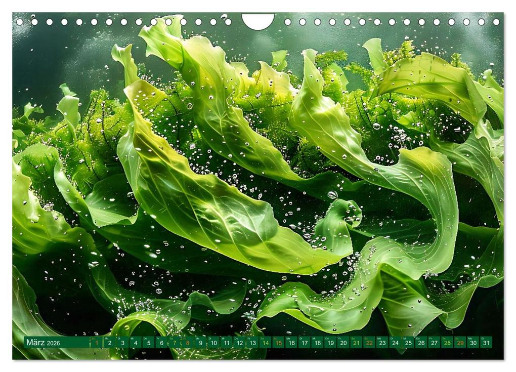 Weitere Ansicht: Algen - Superfood (Wandkalender 2026 DIN A4 quer), CALVENDO Monatskalender | Calvendo, Susan Michel