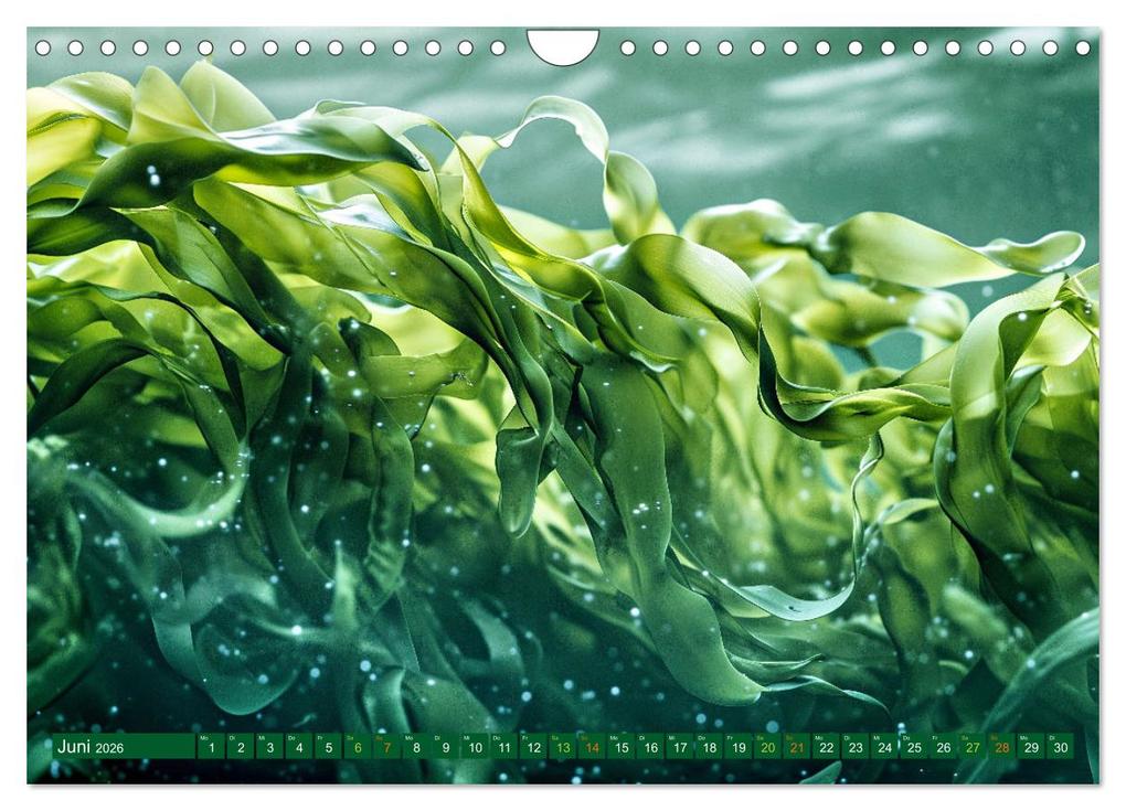 Weitere Ansicht: Algen - Superfood (Wandkalender 2026 DIN A4 quer), CALVENDO Monatskalender | Calvendo, Susan Michel