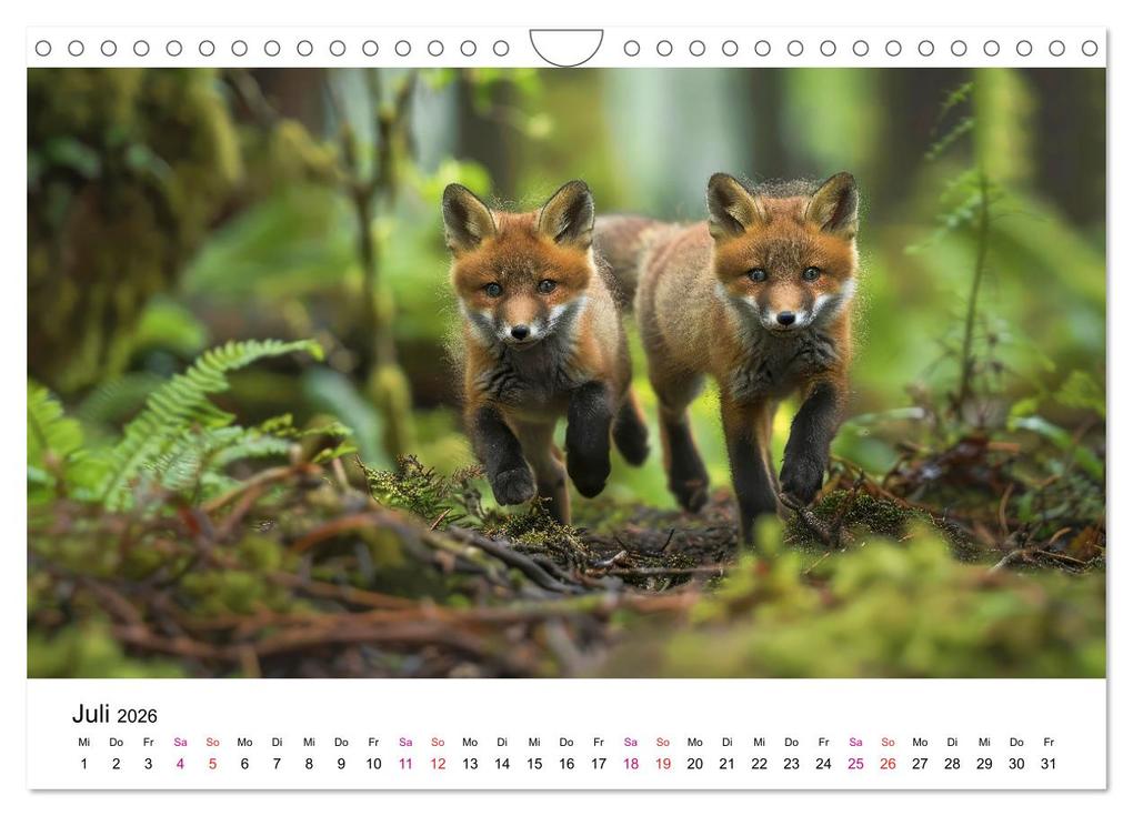 Weitere Ansicht: Fuchs - schöne Momente (Wandkalender 2026 DIN A4 quer), CALVENDO Monatskalender | Peter Roder, Calvendo