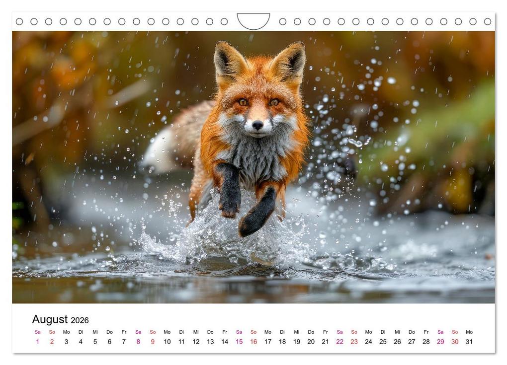 Weitere Ansicht: Fuchs - schöne Momente (Wandkalender 2026 DIN A4 quer), CALVENDO Monatskalender | Peter Roder, Calvendo