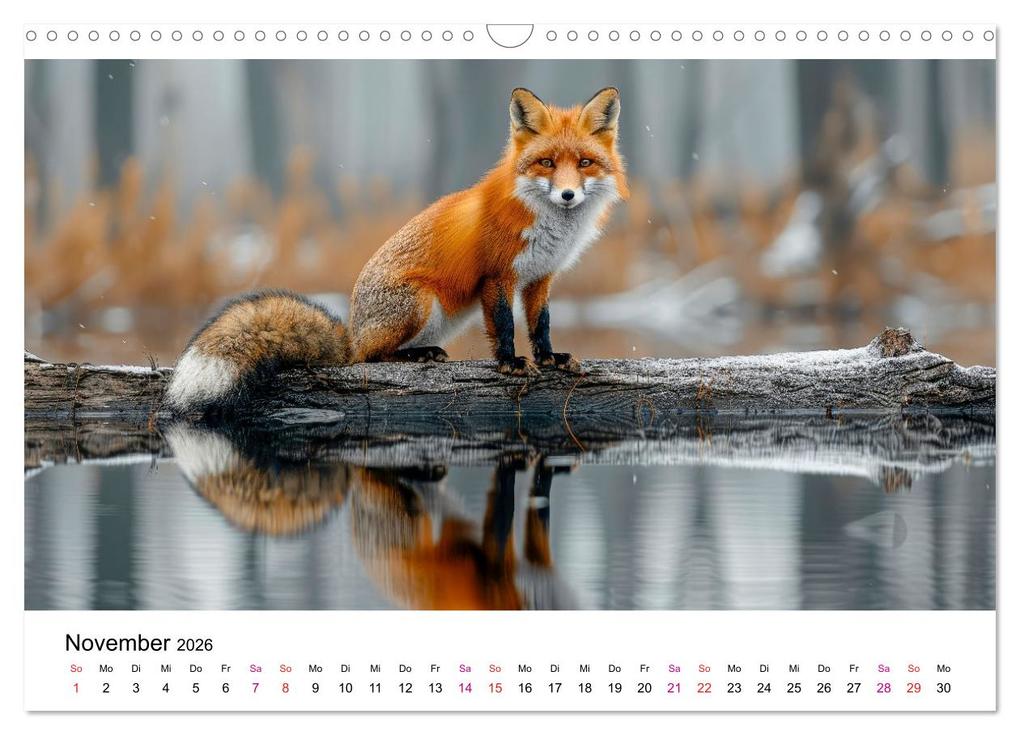 Weitere Ansicht: Fuchs - schöne Momente (Wandkalender 2026 DIN A3 quer), CALVENDO Monatskalender | Peter Roder, Calvendo