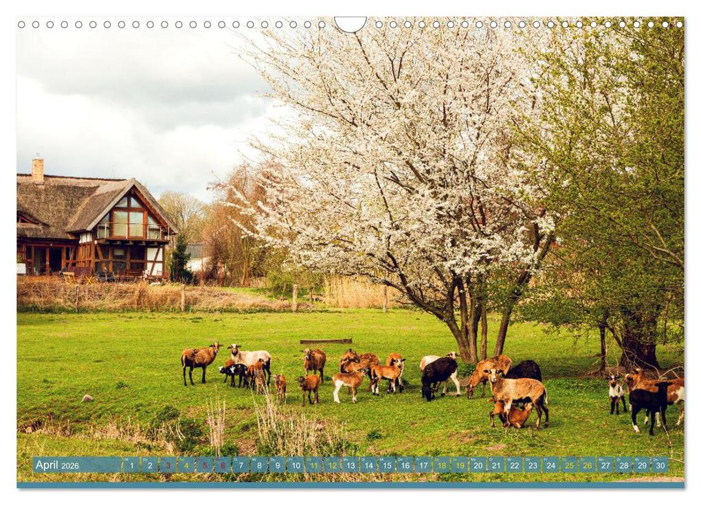 Weitere Ansicht: Buschvitz - Geografischer Mittelpunkt der Insel Rügen (Wandkalender 2026 DIN A3 quer), CALVENDO Monatskalender | Calvendo