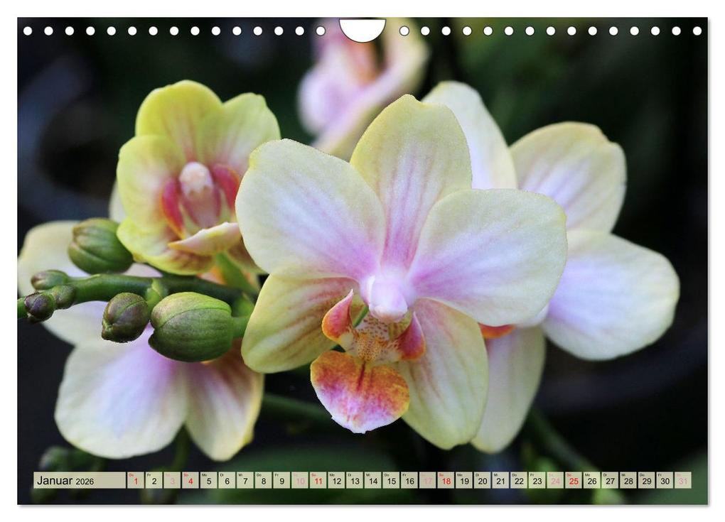 Weitere Ansicht: Beliebte Orchideen (Wandkalender 2026 DIN A4 quer), CALVENDO Monatskalender | Gisela Kruse, Calvendo
