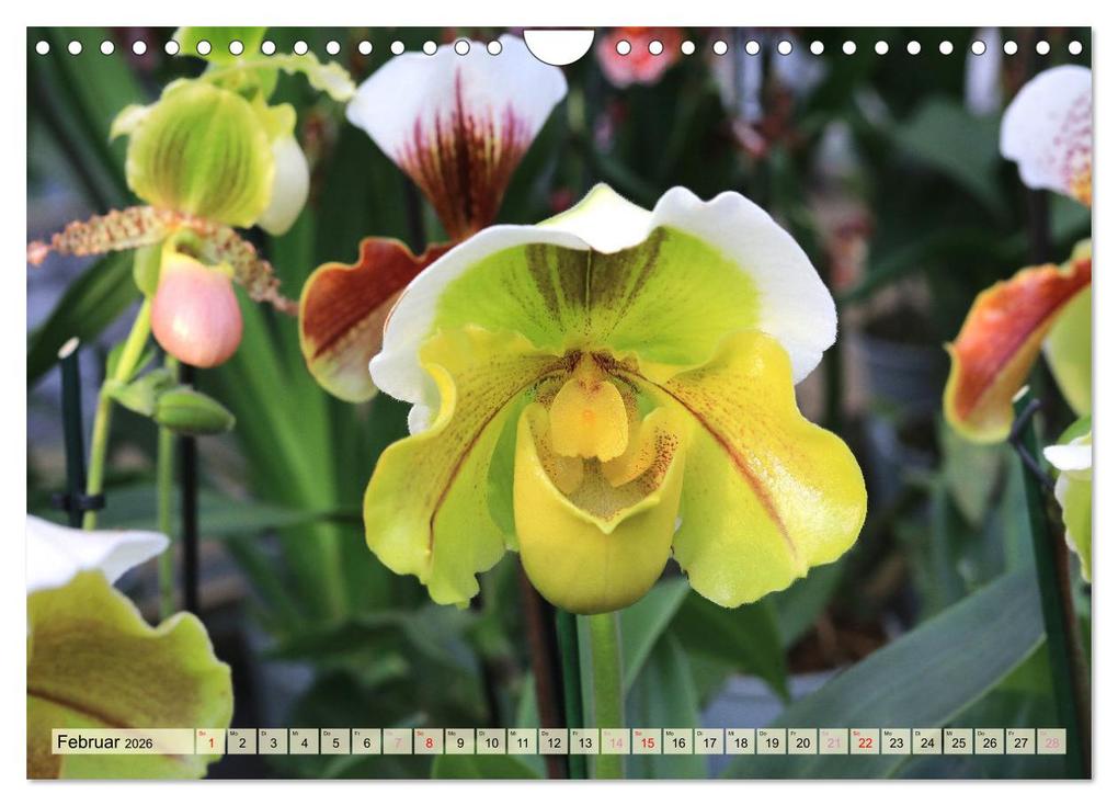 Weitere Ansicht: Beliebte Orchideen (Wandkalender 2026 DIN A4 quer), CALVENDO Monatskalender | Gisela Kruse, Calvendo