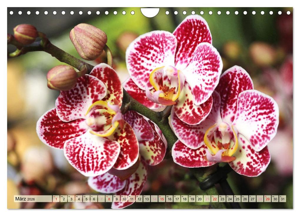 Weitere Ansicht: Beliebte Orchideen (Wandkalender 2026 DIN A4 quer), CALVENDO Monatskalender | Gisela Kruse, Calvendo