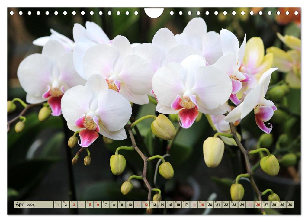 Weitere Ansicht: Beliebte Orchideen (Wandkalender 2026 DIN A4 quer), CALVENDO Monatskalender | Gisela Kruse, Calvendo