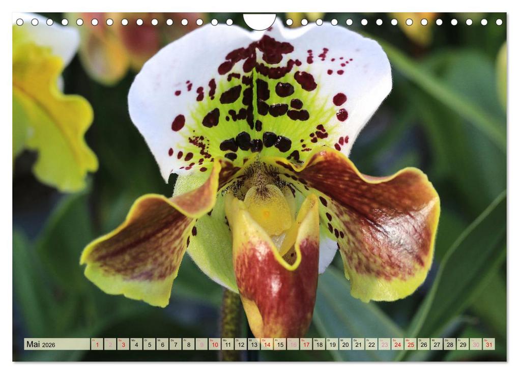 Weitere Ansicht: Beliebte Orchideen (Wandkalender 2026 DIN A4 quer), CALVENDO Monatskalender | Gisela Kruse, Calvendo