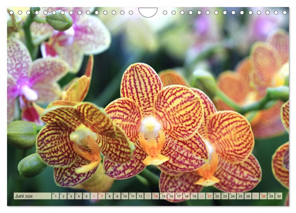 Weitere Ansicht: Beliebte Orchideen (Wandkalender 2026 DIN A4 quer), CALVENDO Monatskalender | Gisela Kruse, Calvendo