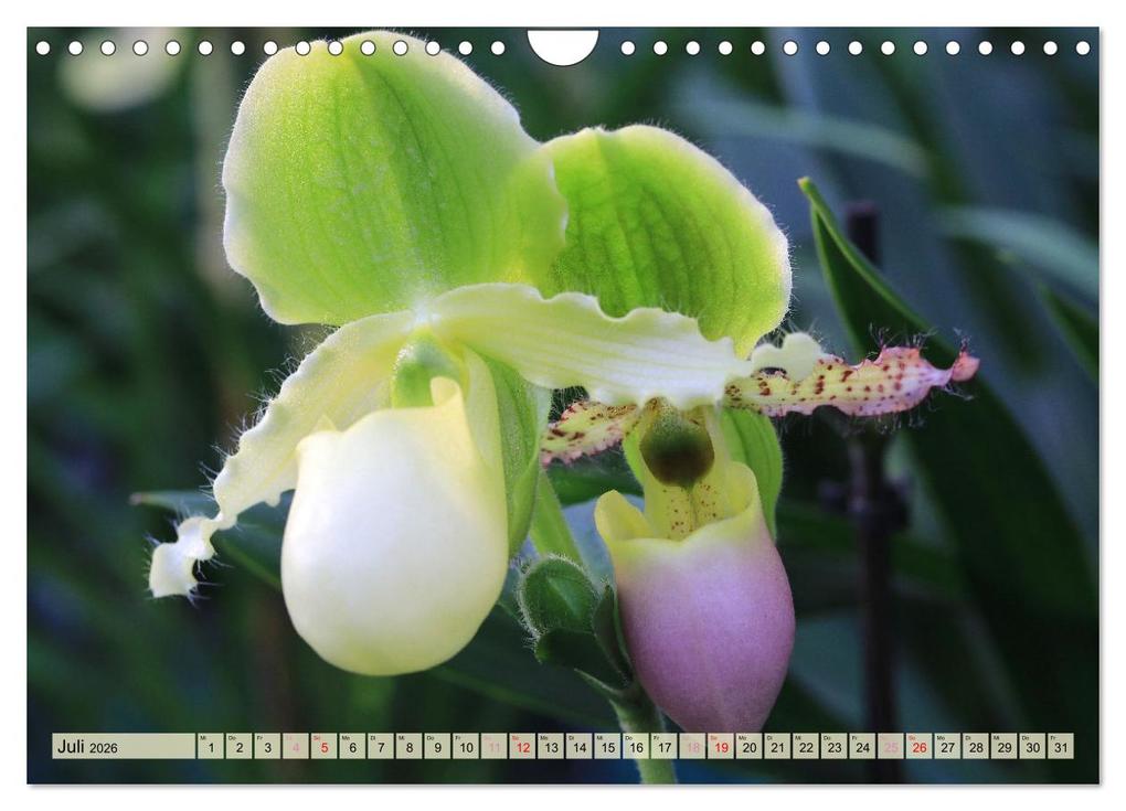 Weitere Ansicht: Beliebte Orchideen (Wandkalender 2026 DIN A4 quer), CALVENDO Monatskalender | Gisela Kruse, Calvendo