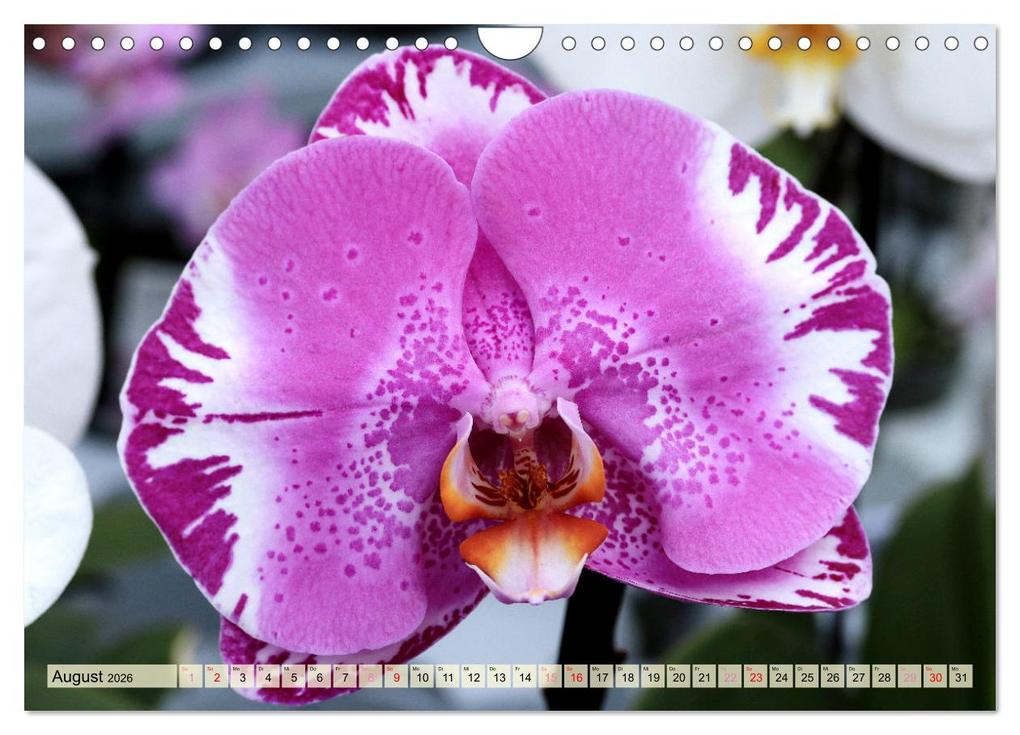 Weitere Ansicht: Beliebte Orchideen (Wandkalender 2026 DIN A4 quer), CALVENDO Monatskalender | Gisela Kruse, Calvendo