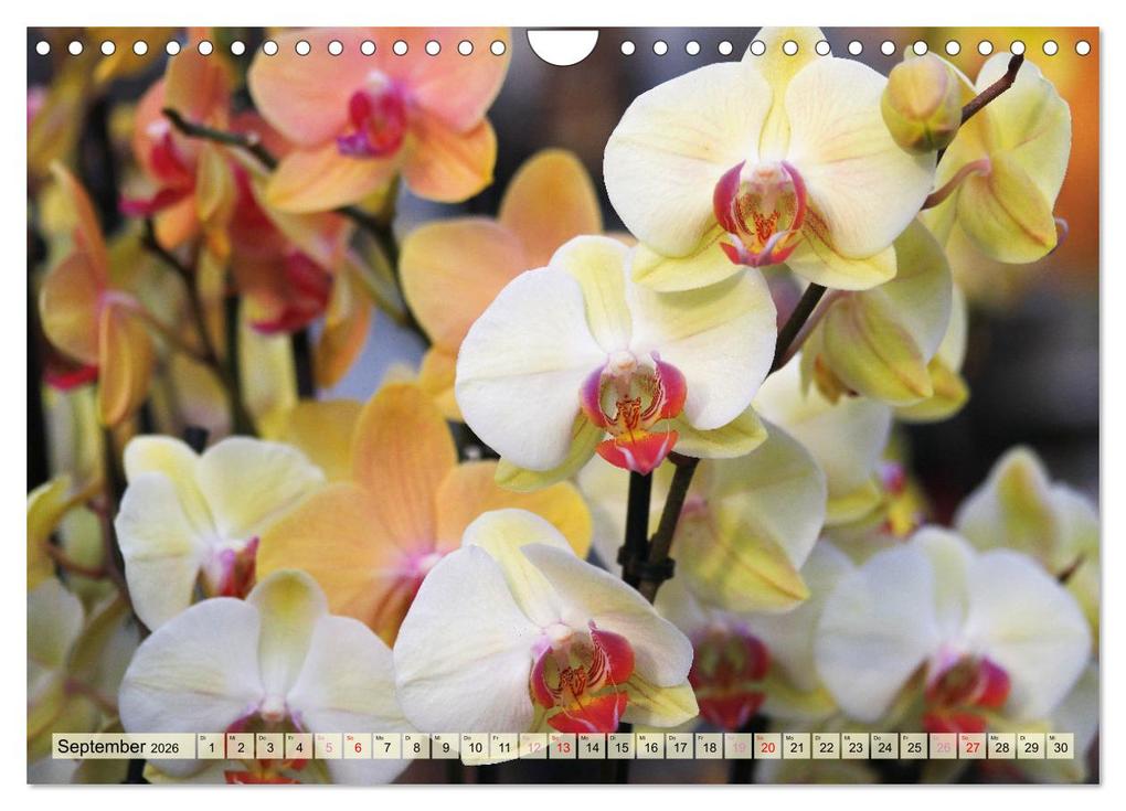 Weitere Ansicht: Beliebte Orchideen (Wandkalender 2026 DIN A4 quer), CALVENDO Monatskalender | Gisela Kruse, Calvendo