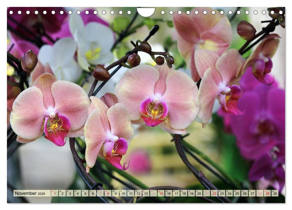 Weitere Ansicht: Beliebte Orchideen (Wandkalender 2026 DIN A4 quer), CALVENDO Monatskalender | Gisela Kruse, Calvendo