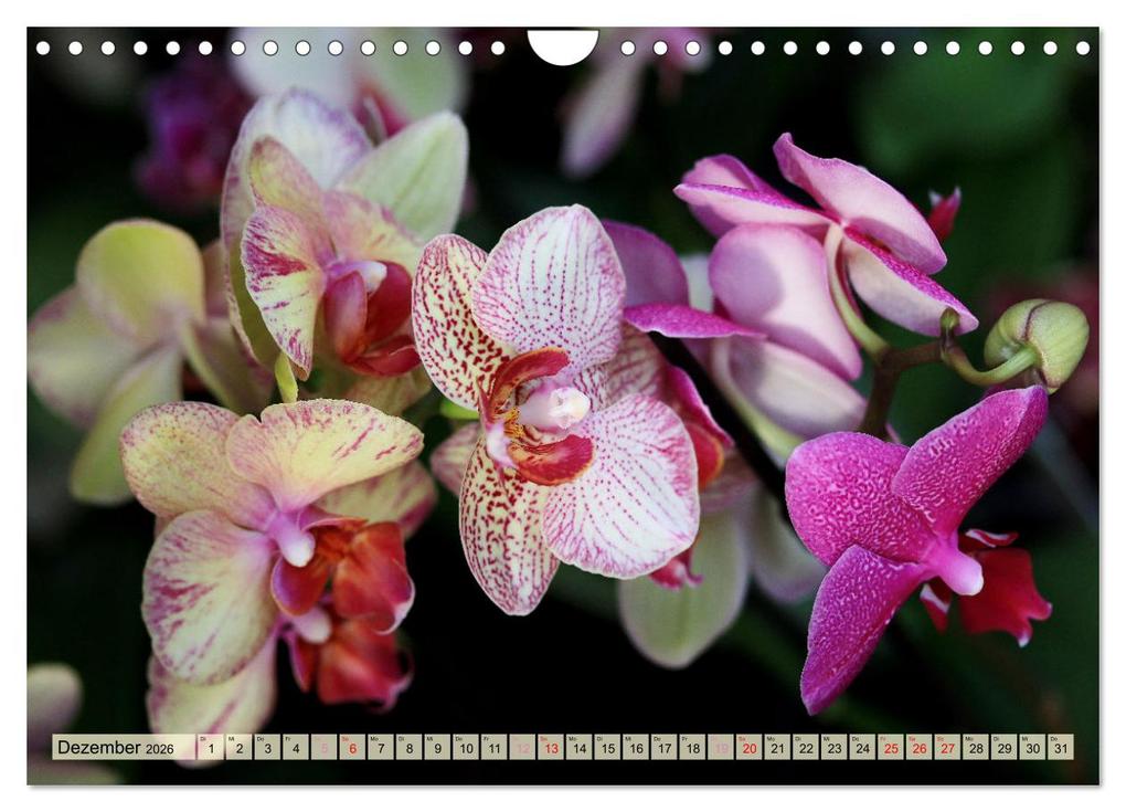Weitere Ansicht: Beliebte Orchideen (Wandkalender 2026 DIN A4 quer), CALVENDO Monatskalender | Gisela Kruse, Calvendo