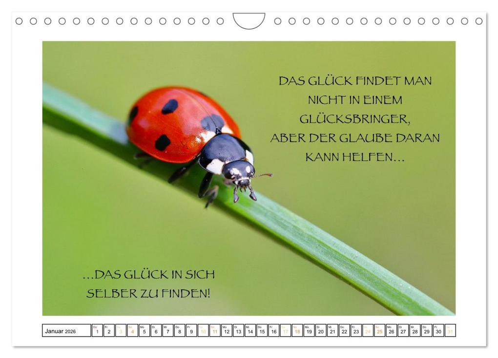 Weitere Ansicht: Spruch verliebt (Wandkalender 2026 DIN A4 quer), CALVENDO Monatskalender | Simone Sperber, Calvendo