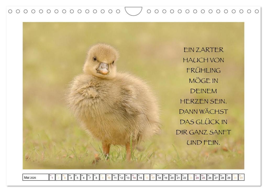 Weitere Ansicht: Spruch verliebt (Wandkalender 2026 DIN A4 quer), CALVENDO Monatskalender | Simone Sperber, Calvendo