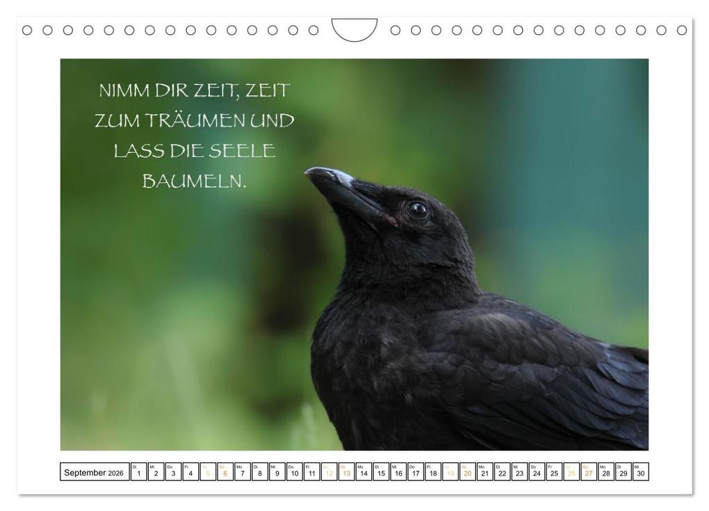 Weitere Ansicht: Spruch verliebt (Wandkalender 2026 DIN A4 quer), CALVENDO Monatskalender | Simone Sperber, Calvendo
